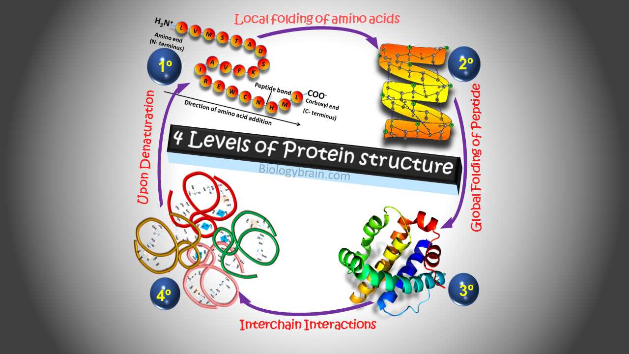 Four Levels of protein structure