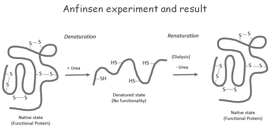 Anfinsen experiment components and conclusion
