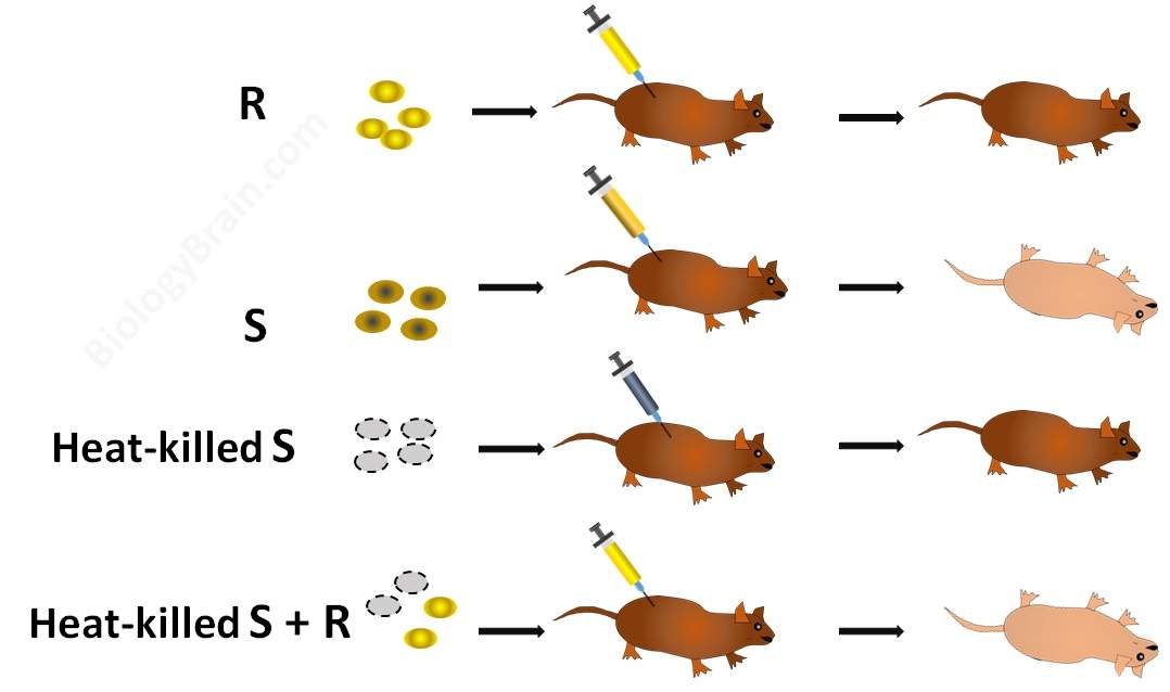 DNA as Genetic Material Griffith Transformation Experiments