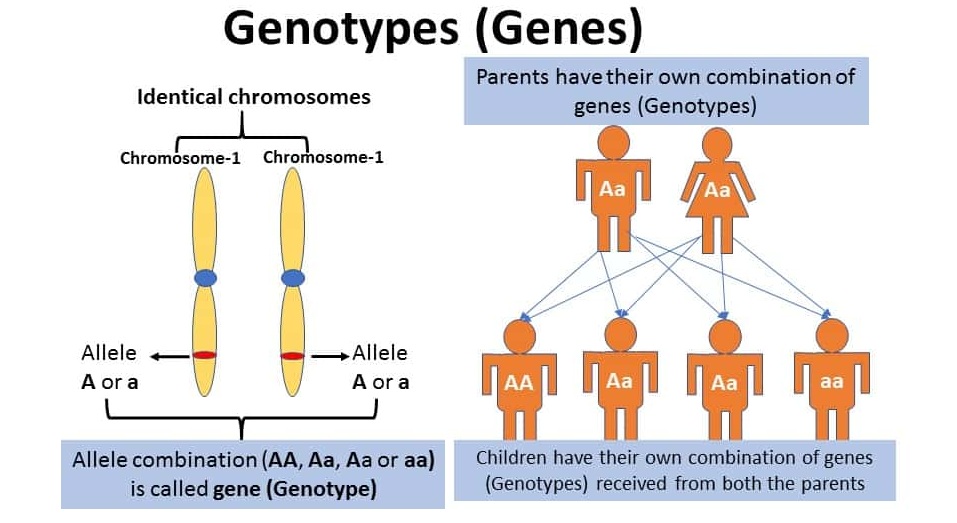 Figure: Genotype definition and distribution
