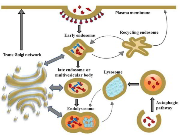 Lysosomes mediated degradation of cell membrane or extracellular components