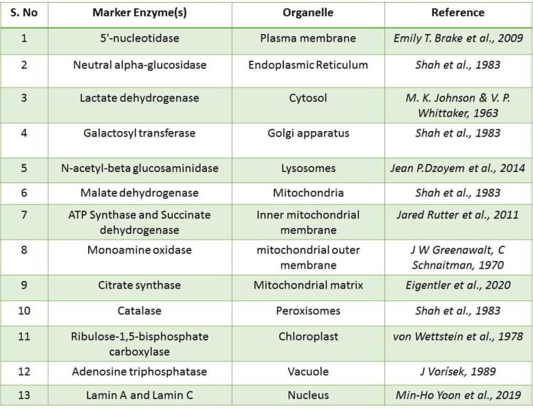 Marker enzymes of cell organelles Biology Brain