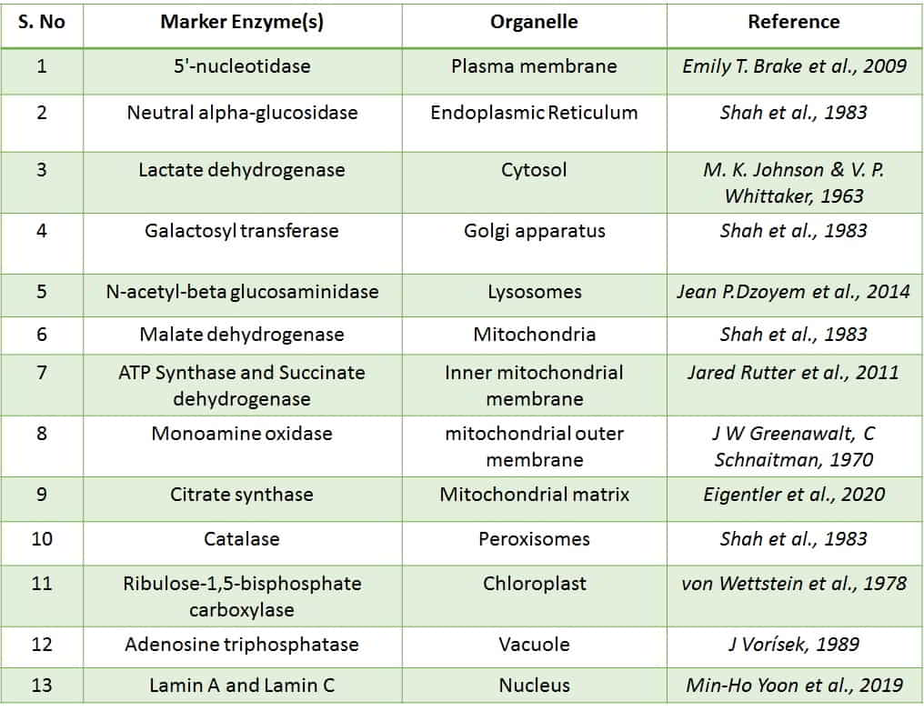 Marker enzymes of cell organelles