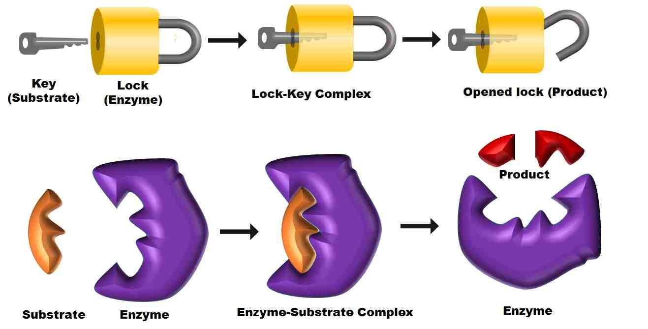 lock and key hypothesis of enzyme action