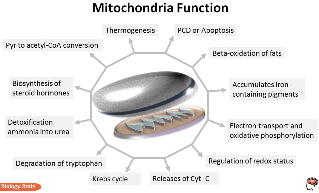 What does Mitochondria do in a cell?