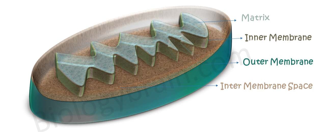 Mitochondria function in animal cell-compressed