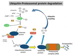 Proteosome complex