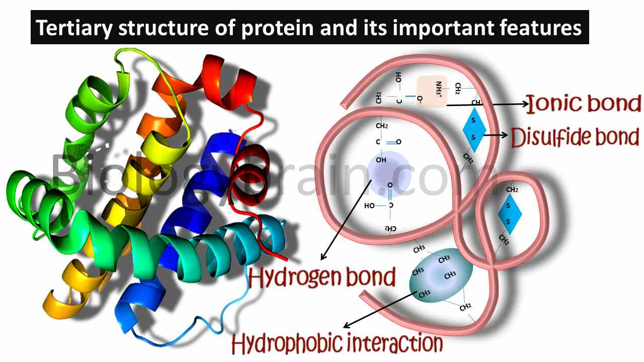 Tertiary Structure of protein