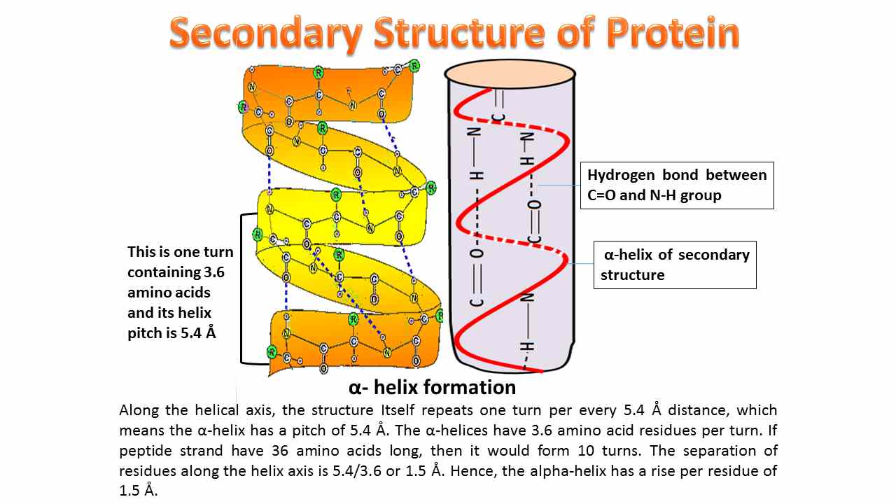 assignment of secondary structure in proteins