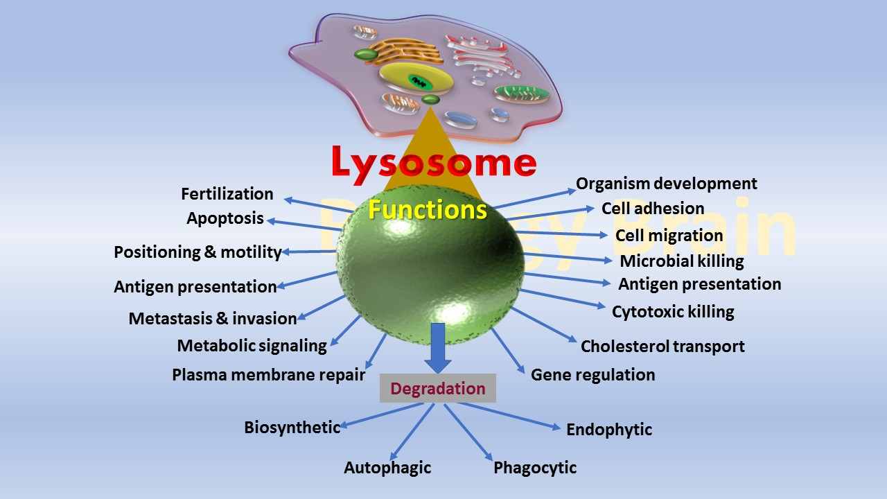 What does a Lysosome do in a animal cell