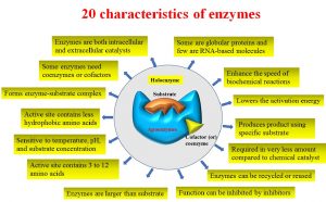 Characteristics of enzymes