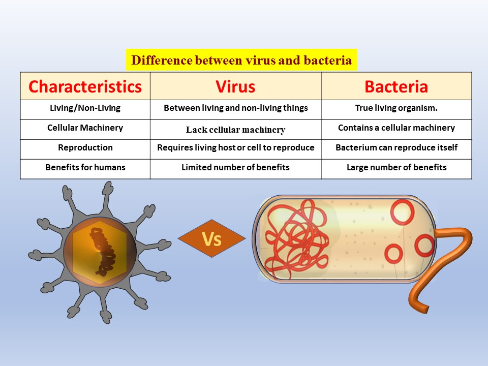 Difference between bacteria and virus