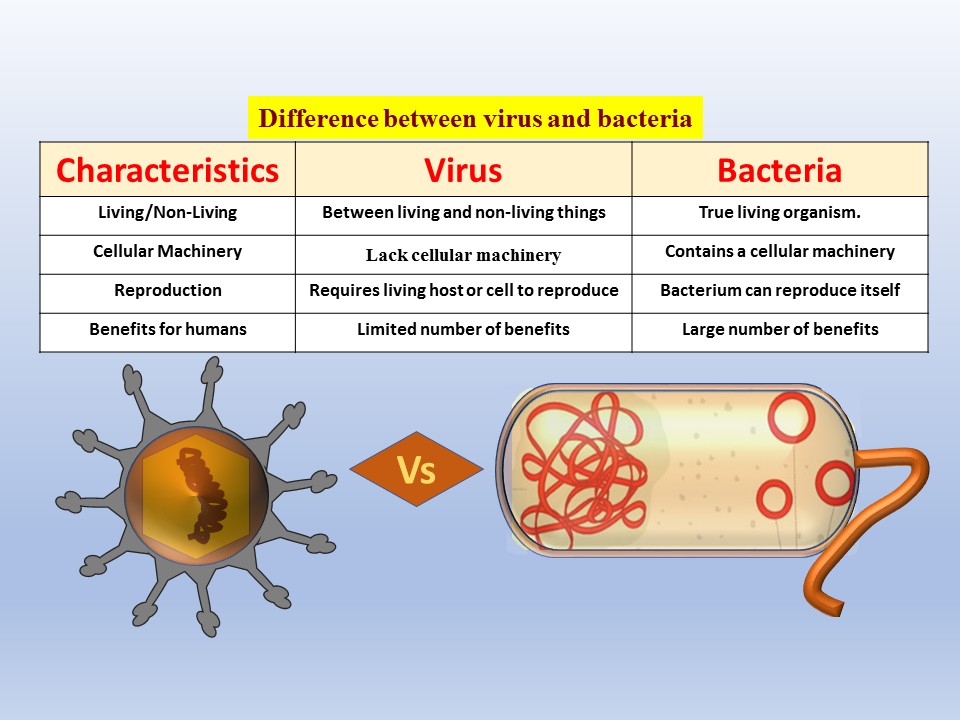 Difference Between Bacteria And Virus Biology Brain 