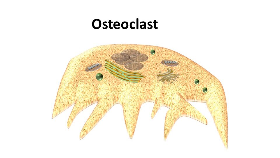 Osteoclast-function in bone resorption