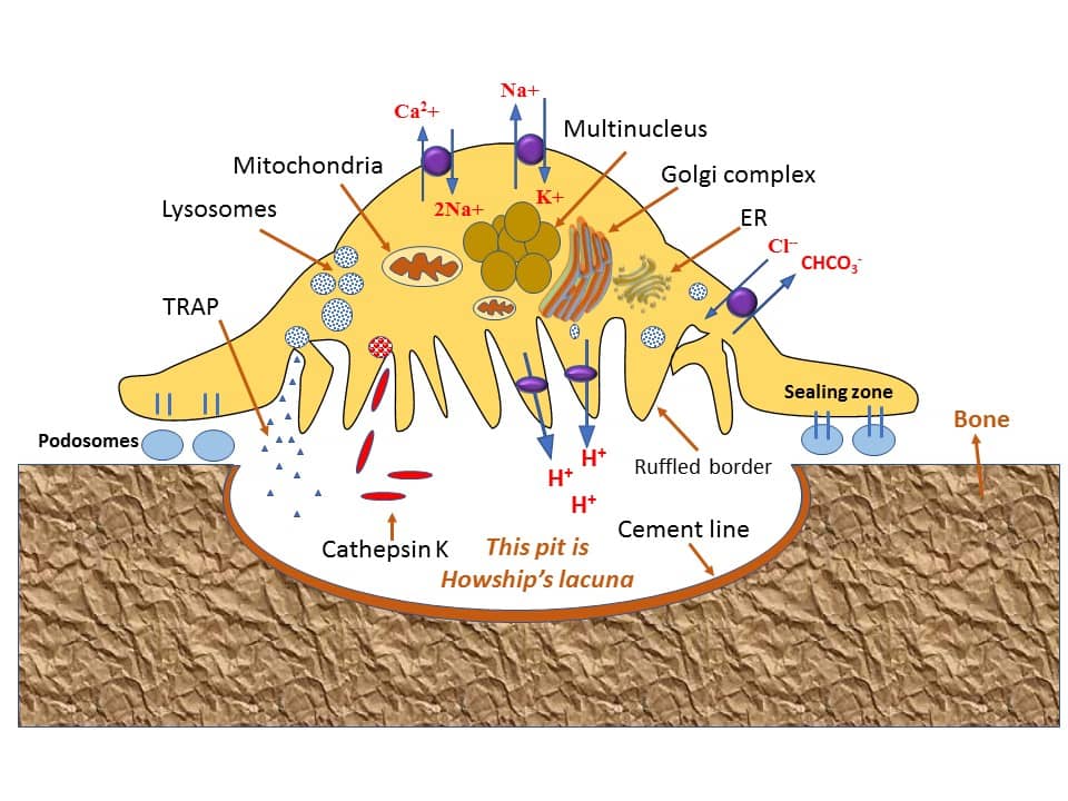 Osteoclast function in bone cells