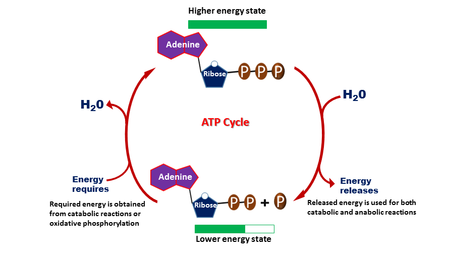Phosphorylation ATP ADP Cycle With Detailed Process Stages 50 OFF