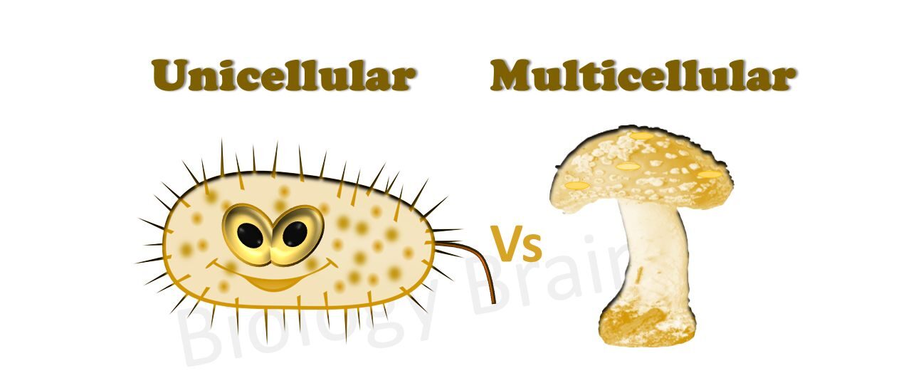 Difference between unicellular and multicellular organisms - Biology Brain