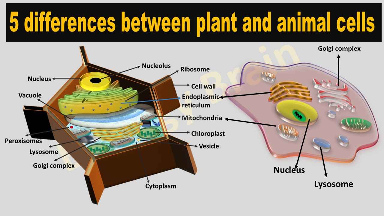 5 differences between plant and animal cells - Biology Brain