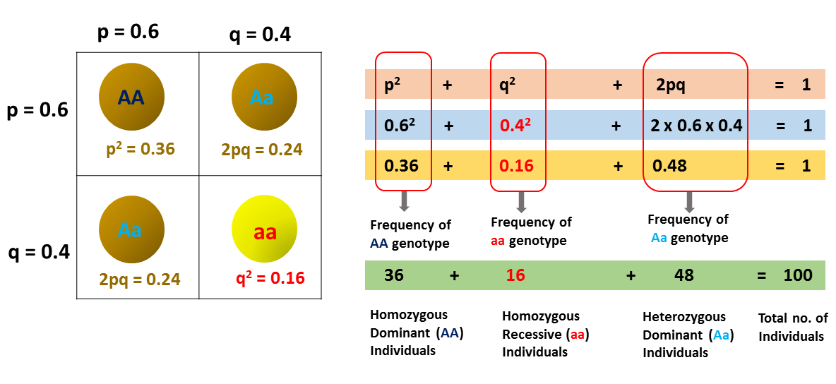 If q = .4, what is the frequency of homozygous recessive individuals