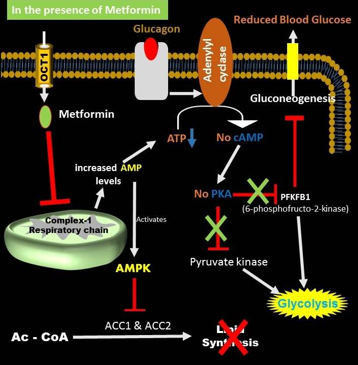 Metformin mechanism of action