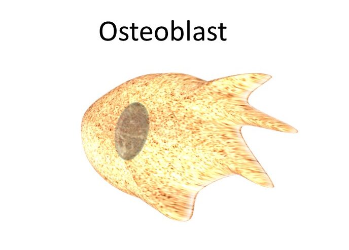 Osteoblast histology