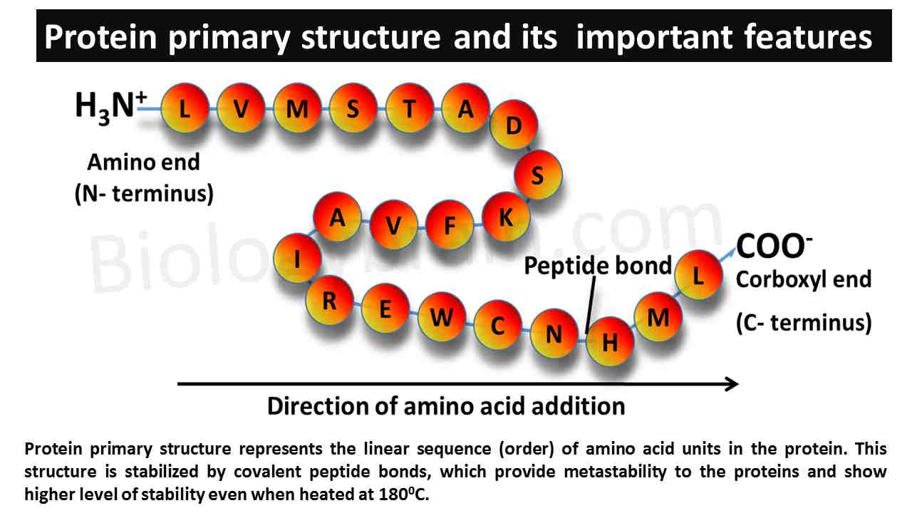 Primary Structure Of Proteins