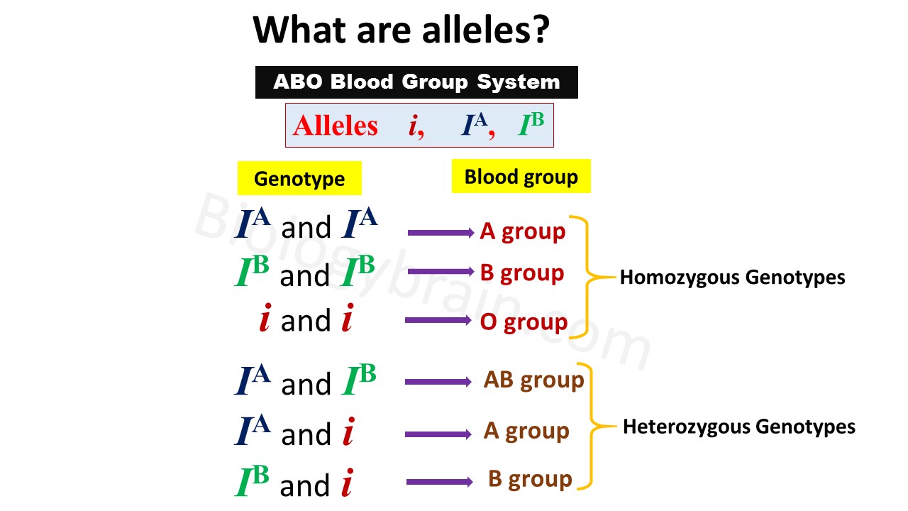 What are alleles in biology