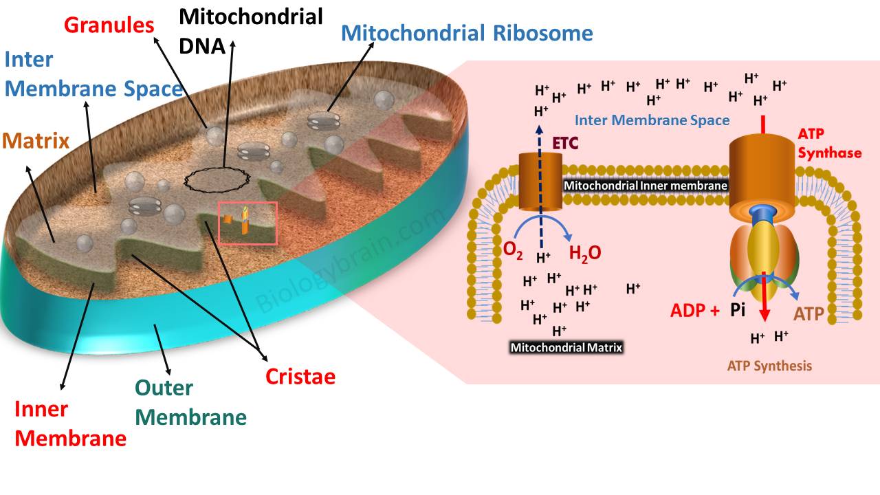Labelled diagram of mitochondria