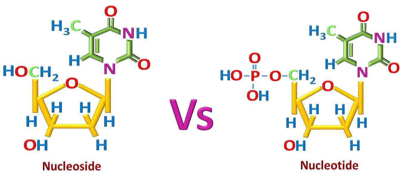 Nucleoside Vs Nucleotide 