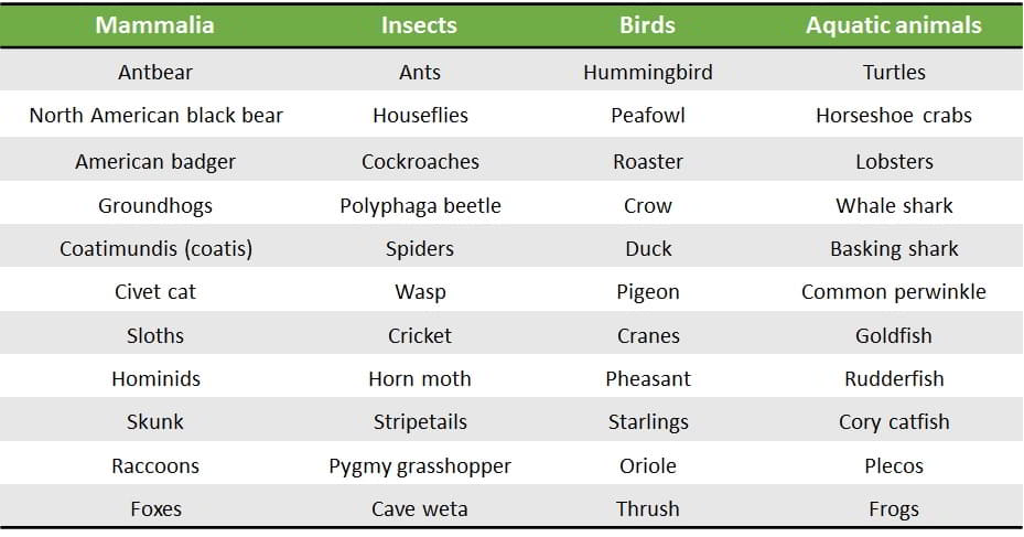 Omnivores animal names list