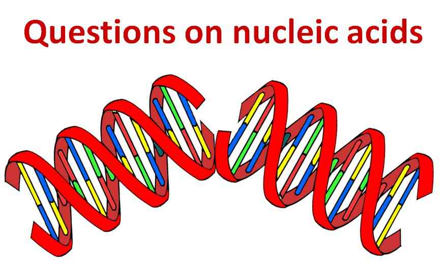 Questions on nucleic acids-compressed