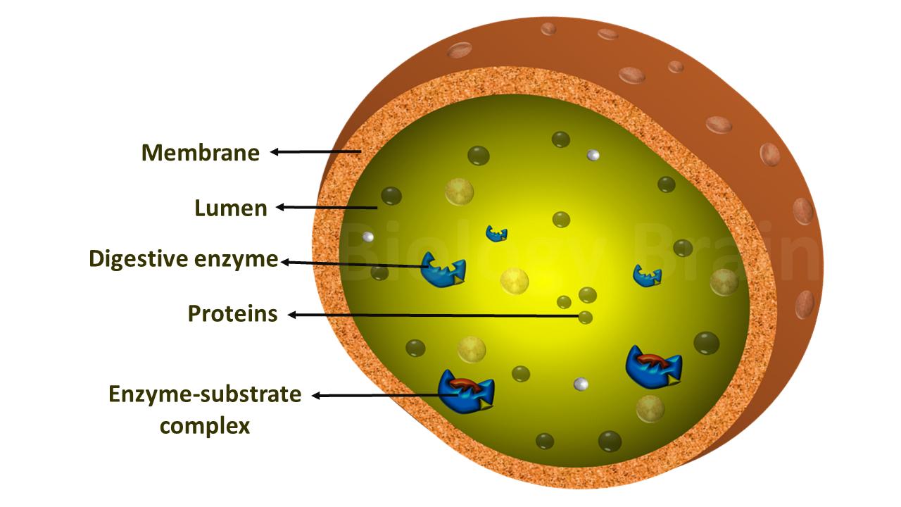Diagram of Lysosomes and Types - Biology Brain