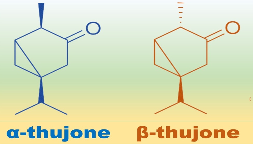 What is thujone in absinthe