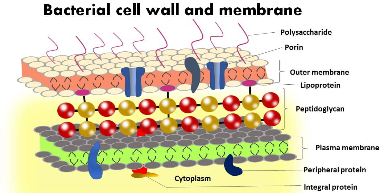 Bacterial plasma membrane