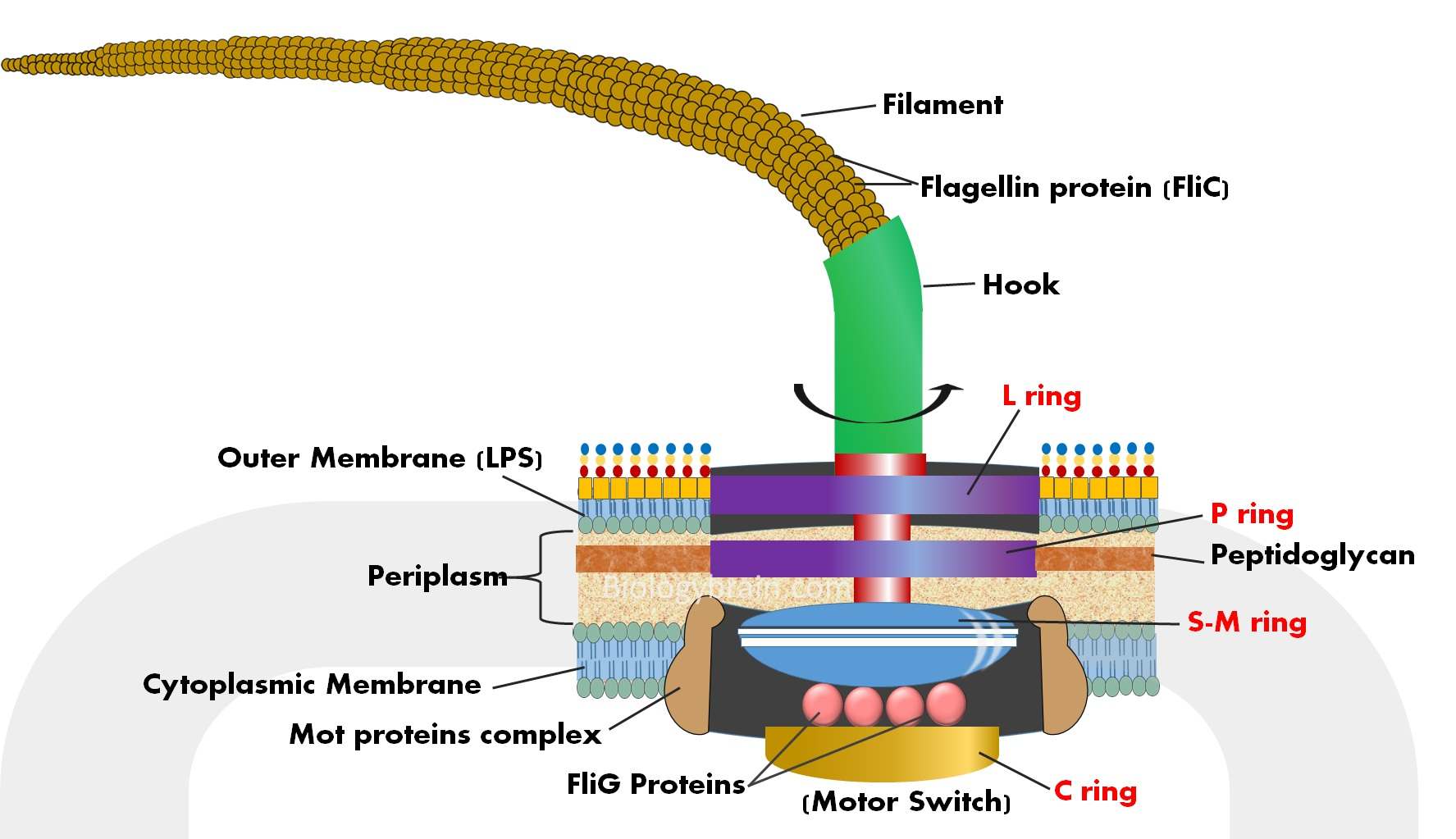 Structure of flagella