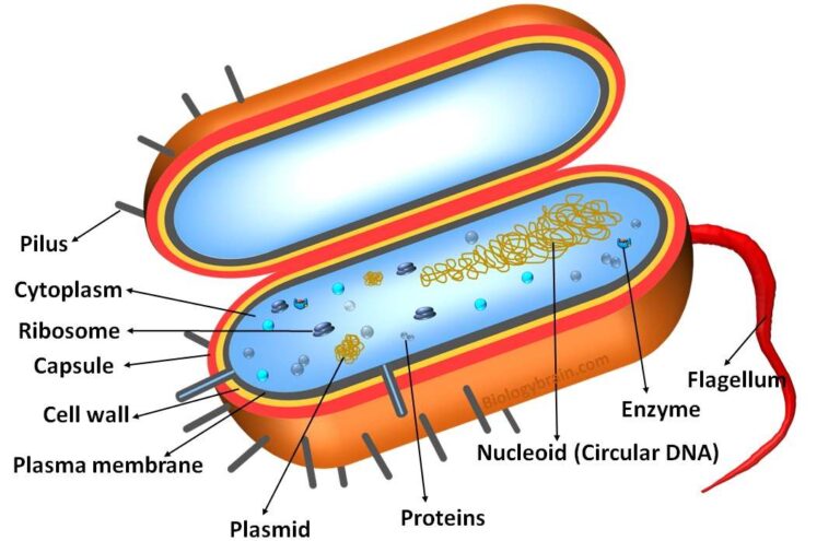 Labeled Prokaryotic Cell Diagram, Parts and Function - Biology Brain