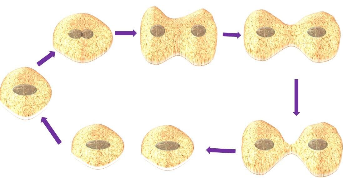 Mitotic cell division structure