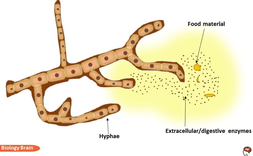 Absorptive nutrition