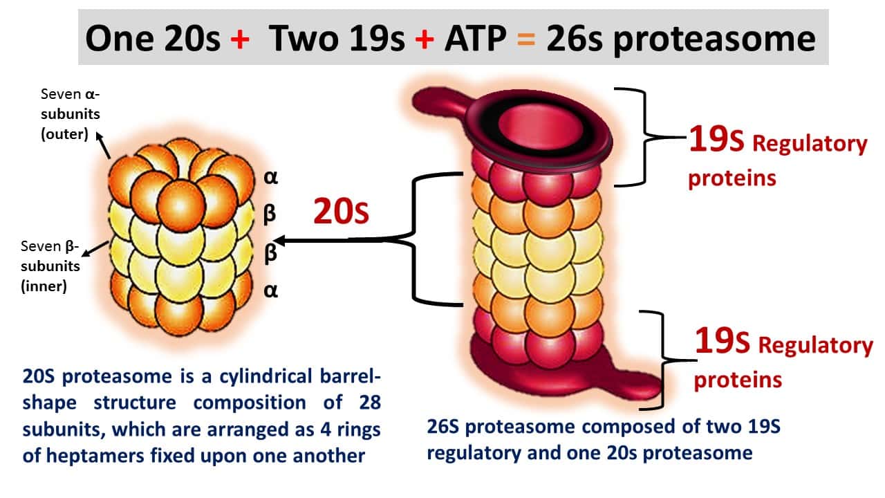 Structure of Proteasome