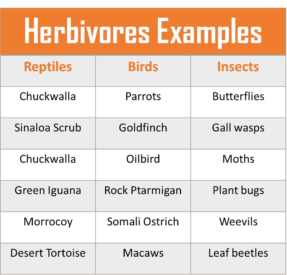 Herbivores Animals Name List, Examples, Chart - Biology Brain