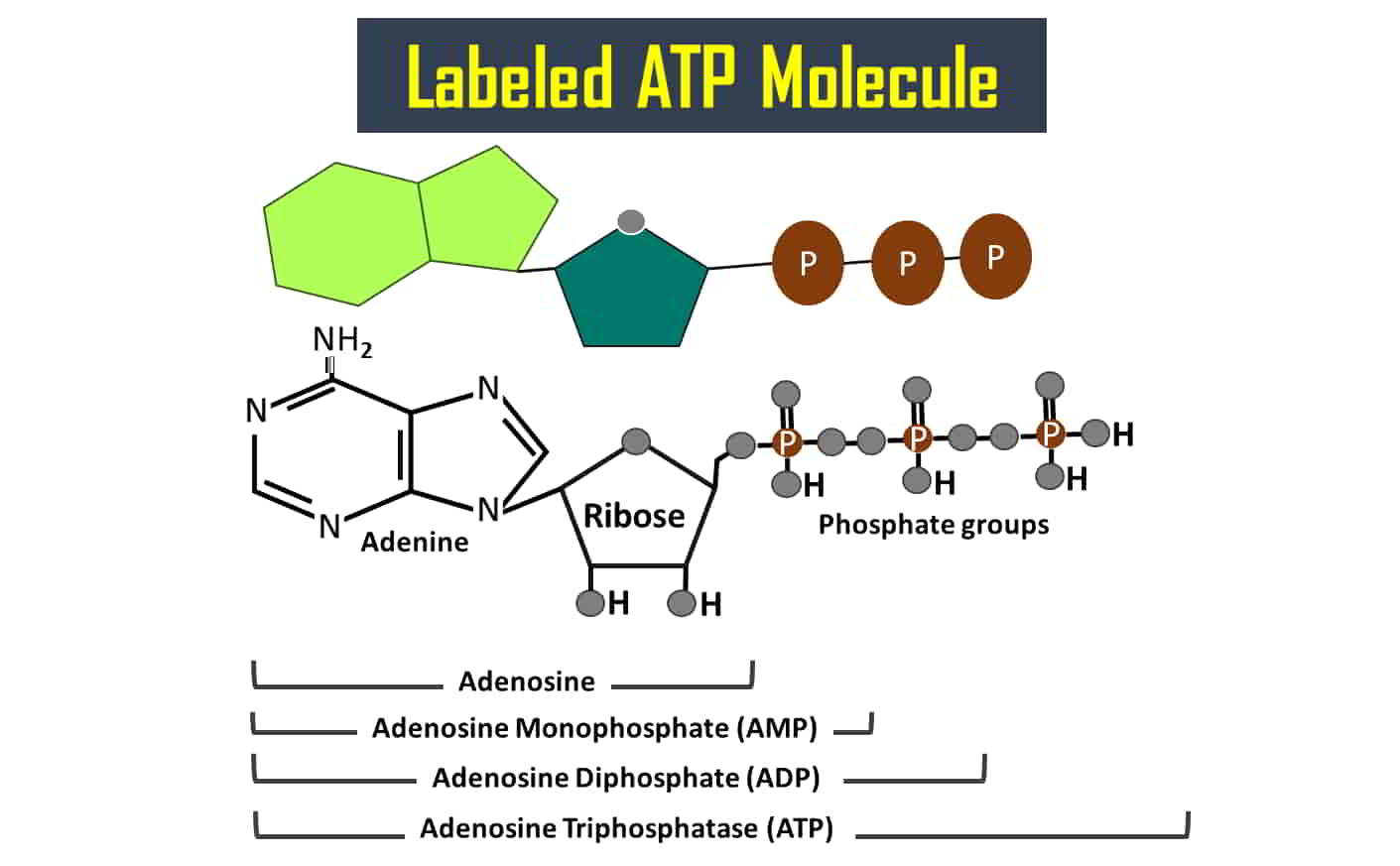 Labeled ATP Molecule Diagram or Structure Biology Brain