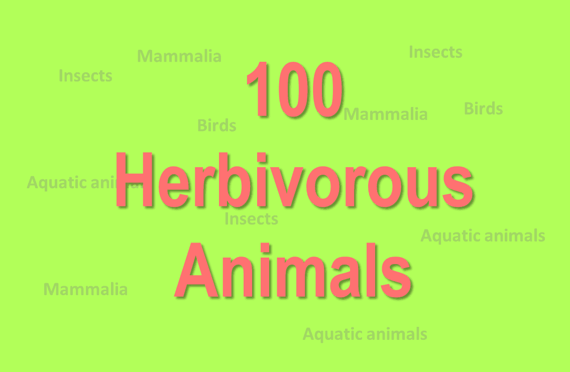 Herbivores Animals Name List, Examples, Chart - Biology Brain