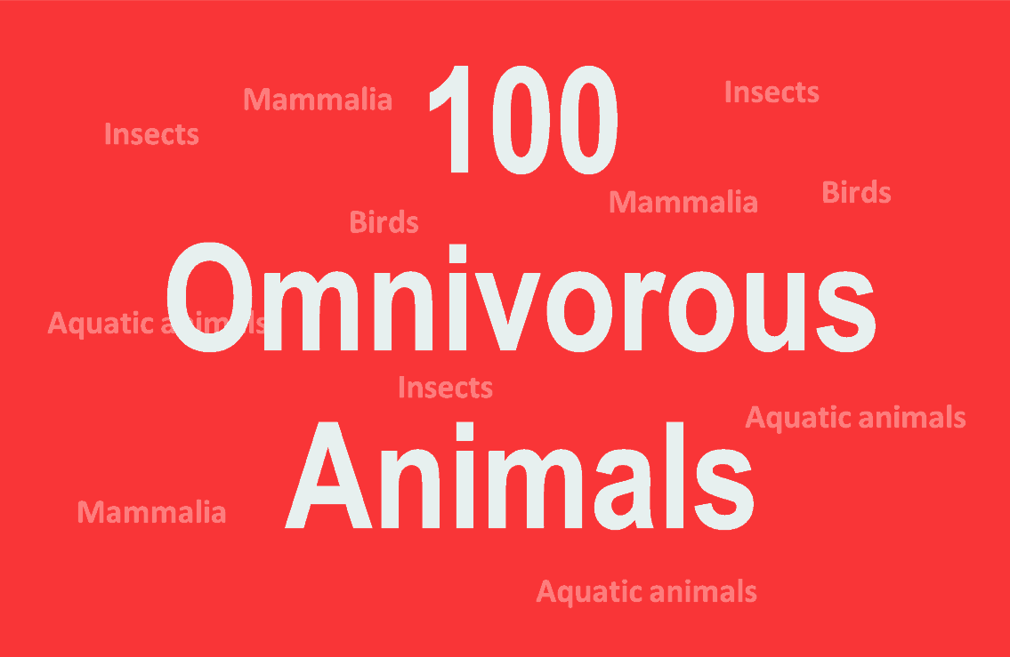 The omnivore animals name list and their food sources.