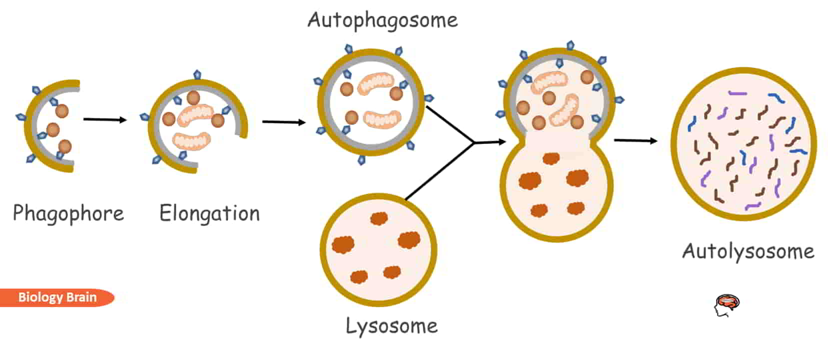 Degradation of intracellular components by lysosomes
