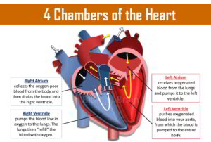 How many chambers does the heart have? What are they called?